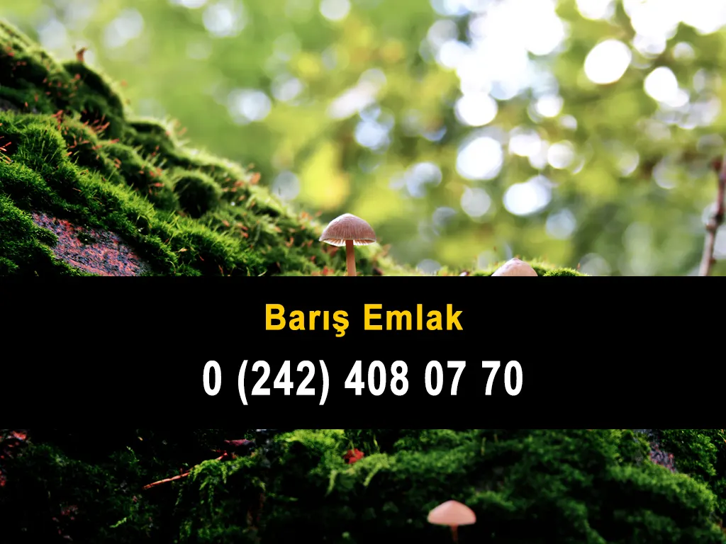 Barış Emlak